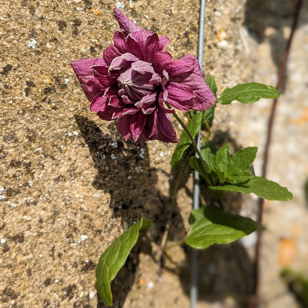 Clematis viticella Purpurea Plena Elegans